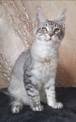 Mainský mývalí kocourek s PP