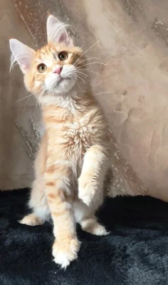 Mainský mývalí kocourek s PP