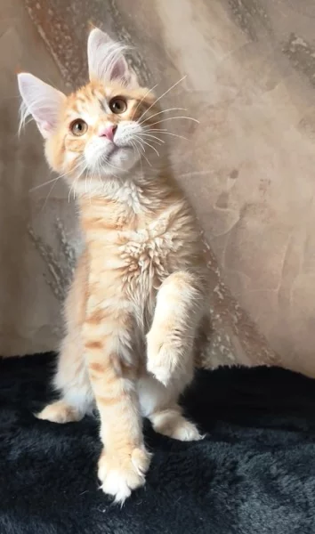 Mainský mývalí kocourek s PP