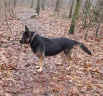 Německý ovčák krátkosrstý nabízí krytí