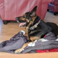 Německý ovčák krátkosrstý nabízí krytí