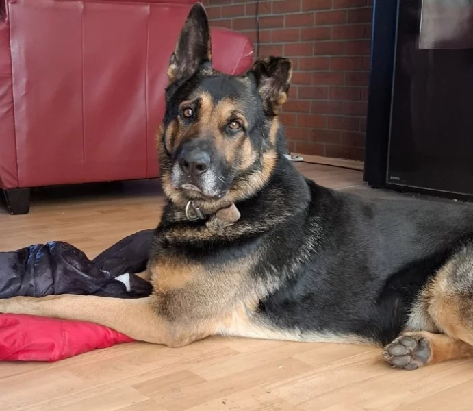 Německý ovčák krátkosrstý nabízí krytí