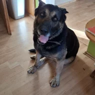 Německý ovčák krátkosrstý nabízí krytí