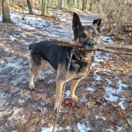 Německý ovčák krátkosrstý nabízí krytí