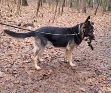 Německý ovčák krátkosrstý nabízí krytí