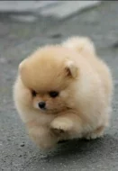 Hledám Nové Domovy.