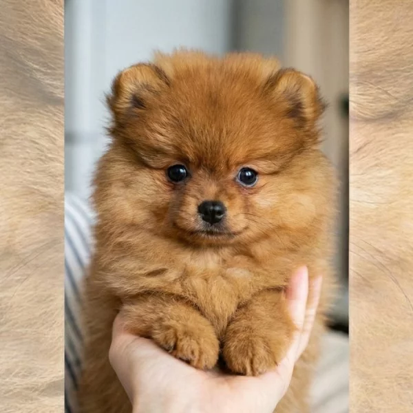 Hledám Nové Domovy.