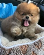 Hledám Nové Domovy.