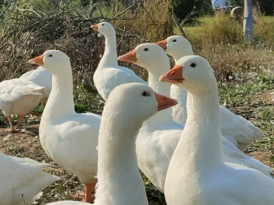 prodám loňské husy české