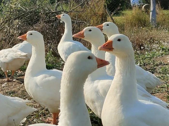 prodám loňské husy české