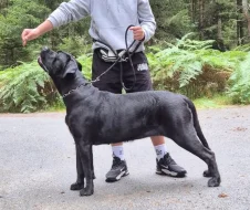 Cane Corso s PP Fci