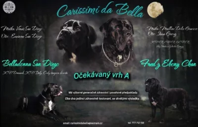 Cane Corso s PP Fci