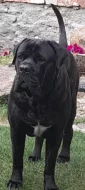 Cane Corso s PP Fci