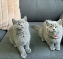 Britská Koťátka s PP