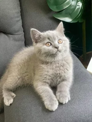 Britská Koťátka s PP