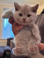 Britská Koťátka s PP