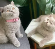 Britská Koťátka s PP