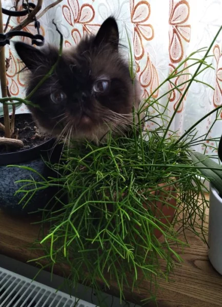 Nabízím krytí perským kocourem