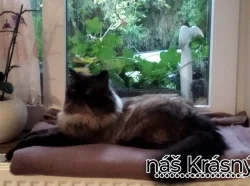 Nabízím krytí perským kocourem