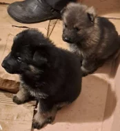 Německý ovčák štěnata s pp