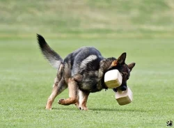 Německý ovčák štěnata s pp