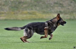 Německý ovčák štěnata s pp