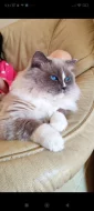 Ragdoll