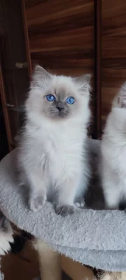 Ragdoll