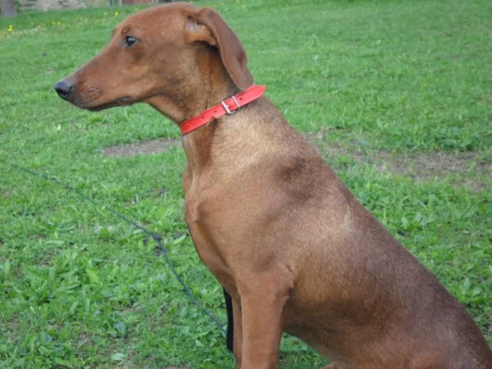 Německý pinč - štěňata s PP