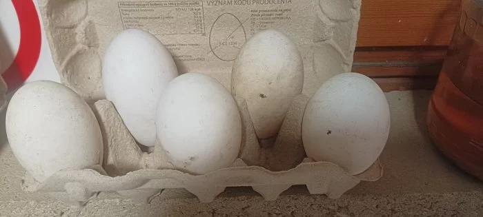 Husí vejce k líhnutí