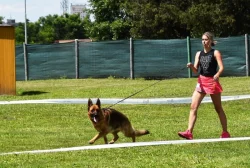 Německý ovčák štěňata - Rokycany