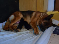 Německý ovčák štěňata - Rokycany