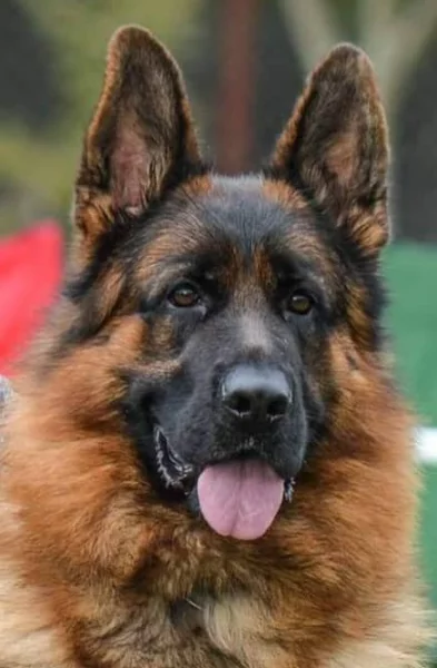 Německý ovčák štěňata - Rokycany