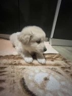 Zlatý retrívr křížený s Labradorem