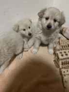 Zlatý retrívr křížený s Labradorem