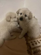 Zlatý retrívr křížený s Labradorem