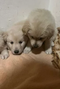 Zlatý retrívr křížený s Labradorem