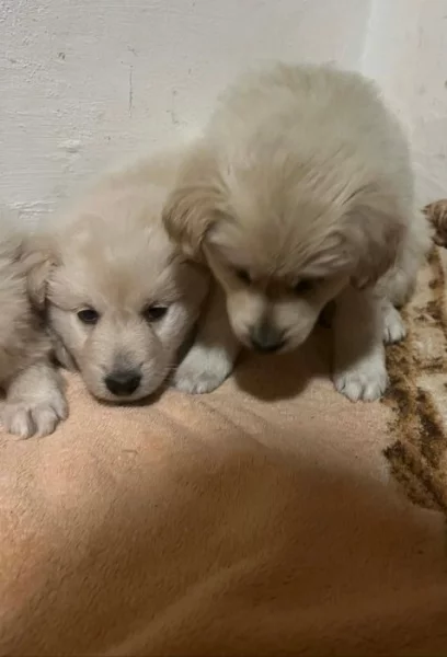 Zlatý retrívr křížený s Labradorem