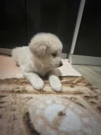 Zlatý retrívr křížený s Labradorem