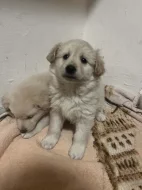 Zlatý retrívr křížený s Labradorem