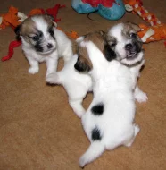 Hrubosrstá štěňátka Jack Russell teriéra s PP k rezervaci – 2 fenky a 2 pejsci – k odběru v březnu