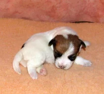 Štěňátka Jack Russell teriéra s PP k rezervaci – 5 fenek a 2 pejsci – k odběru v březnu