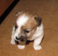 Hrubosrstá štěňátka Jack Russell teriéra s PP k rezervaci – 2 fenky a 2 pejsci – k odběru v březnu