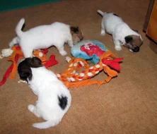 Hrubosrstá štěňátka Jack Russell teriéra s PP k rezervaci – 2 fenky a 2 pejsci – k odběru v březnu