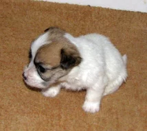 Hrubosrstá štěňátka Jack Russell teriéra s PP k rezervaci – 2 fenky a 2 pejsci – k odběru v březnu