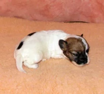 Štěňátka Jack Russell teriéra s PP k rezervaci – 5 fenek a 2 pejsci – k odběru v březnu