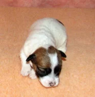 Štěňátka Jack Russell teriéra s PP k rezervaci – 5 fenek a 2 pejsci – k odběru v březnu