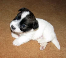 Poslední štěňátka Jack Russell teriéra s PP k rezervaci – 2 fenky a 2 pejsci – k odběru v březnu