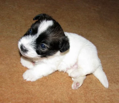 Hrubosrstá štěňátka Jack Russell teriéra s PP k rezervaci – 2 fenky a 2 pejsci – k odběru v březnu