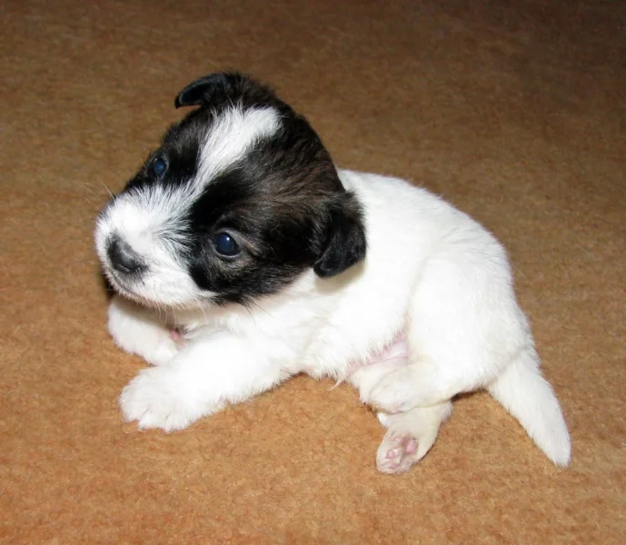 Hrubosrstá štěňátka Jack Russell teriéra s PP k rezervaci – 2 fenky a 2 pejsci – k odběru v březnu